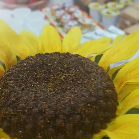 Zia Mia 4* 올비아