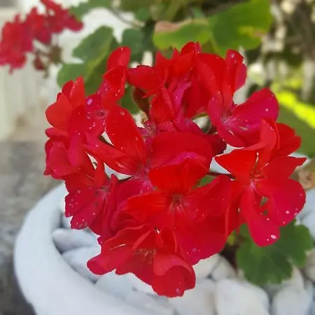 Zia Mia Bb Maison d'hôtes