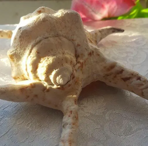 Zia Mia Maison d'hôtes