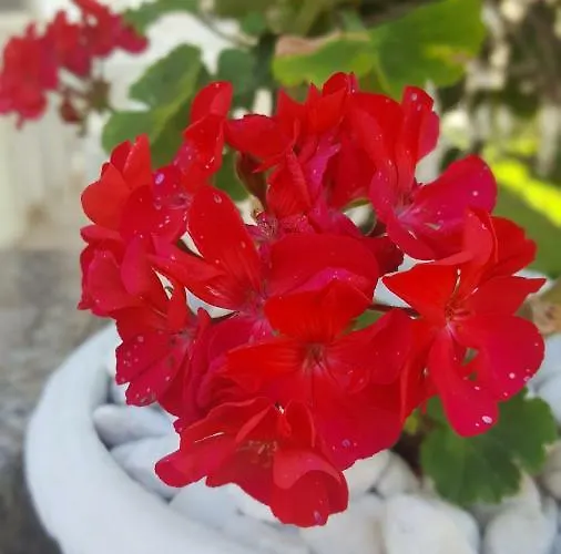 Zia Mia Maison d'hôtes